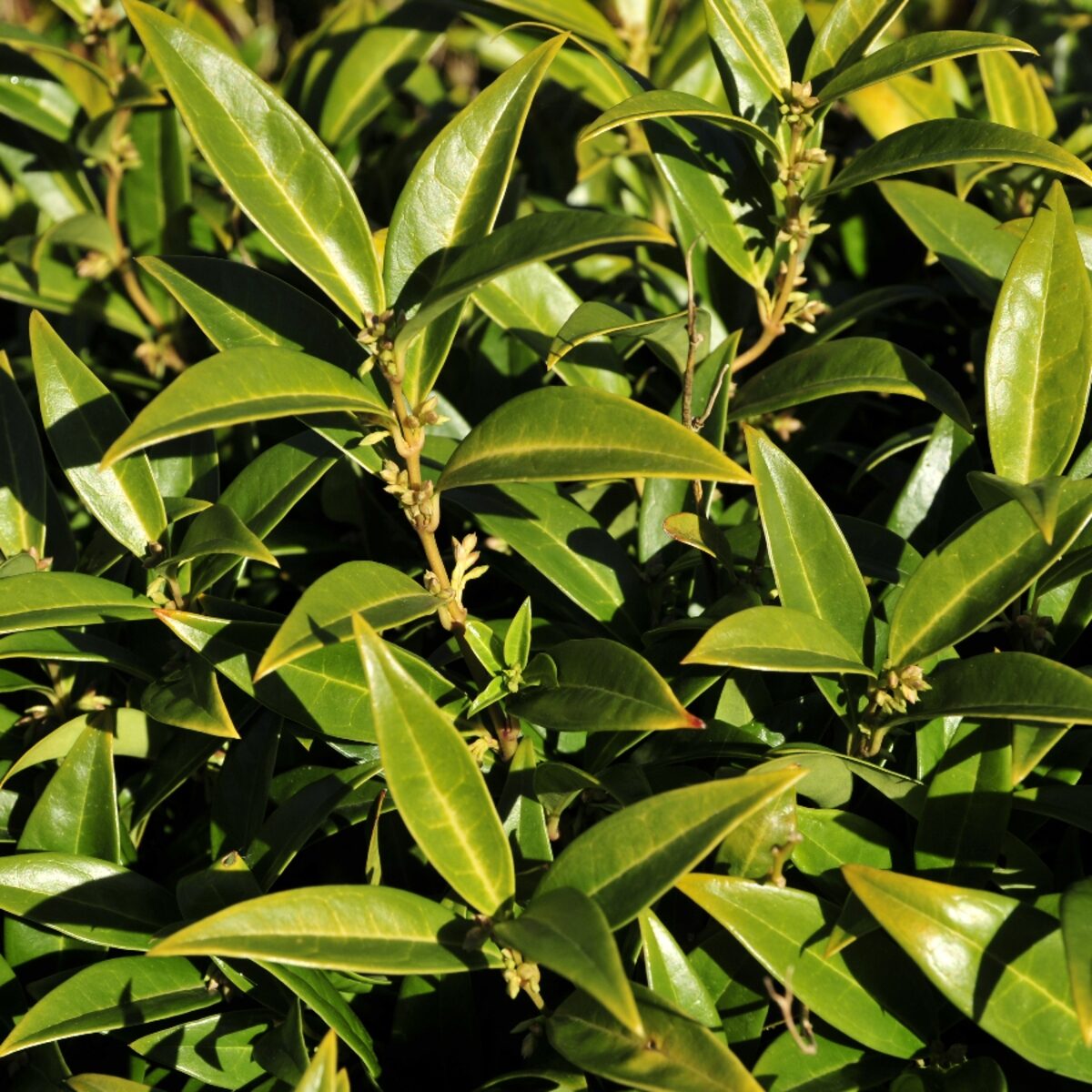 Alacsony húsbogyó (Sarcococca humilis)