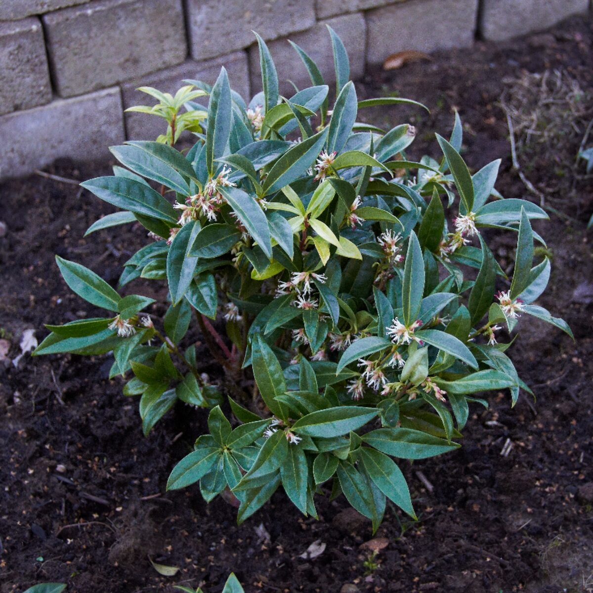 Alacsony húsbogyó (Sarcococca humilis)2