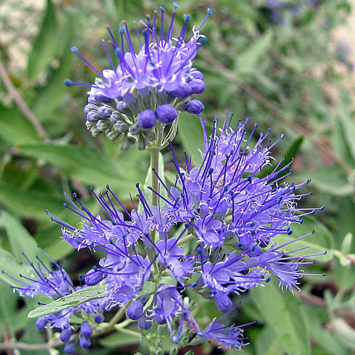 Arany lombú kékszakáll (Caryopteris clandonensis 'Hint of Gold')