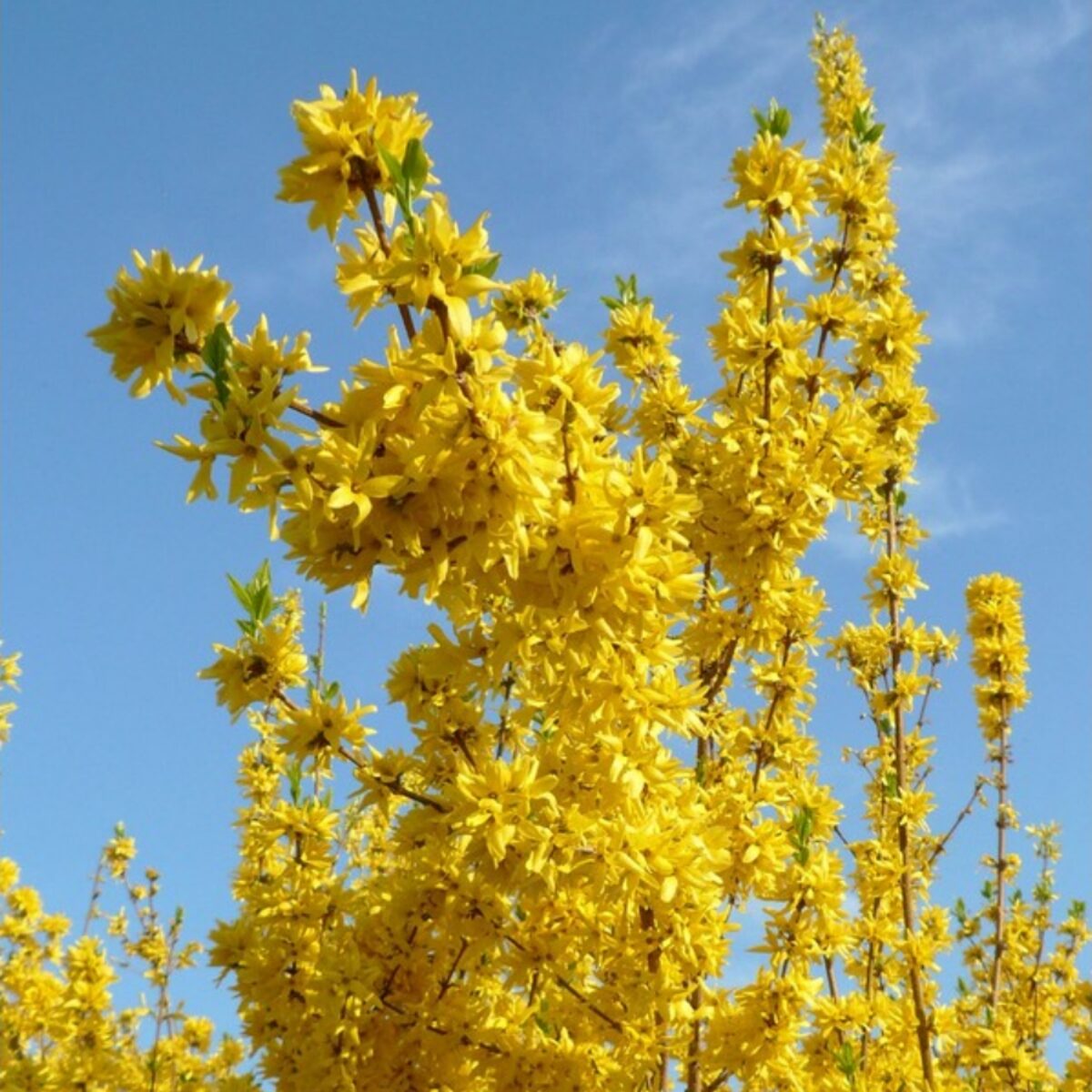 Aranyvessző (Forsythia intermedia 'Flojor')
