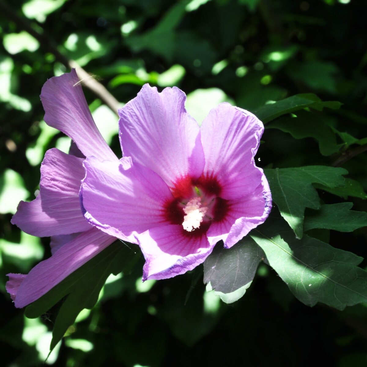 Bordó telt virágú mályvacserje (Hibiscus syriacus 'Purple Ruffles')