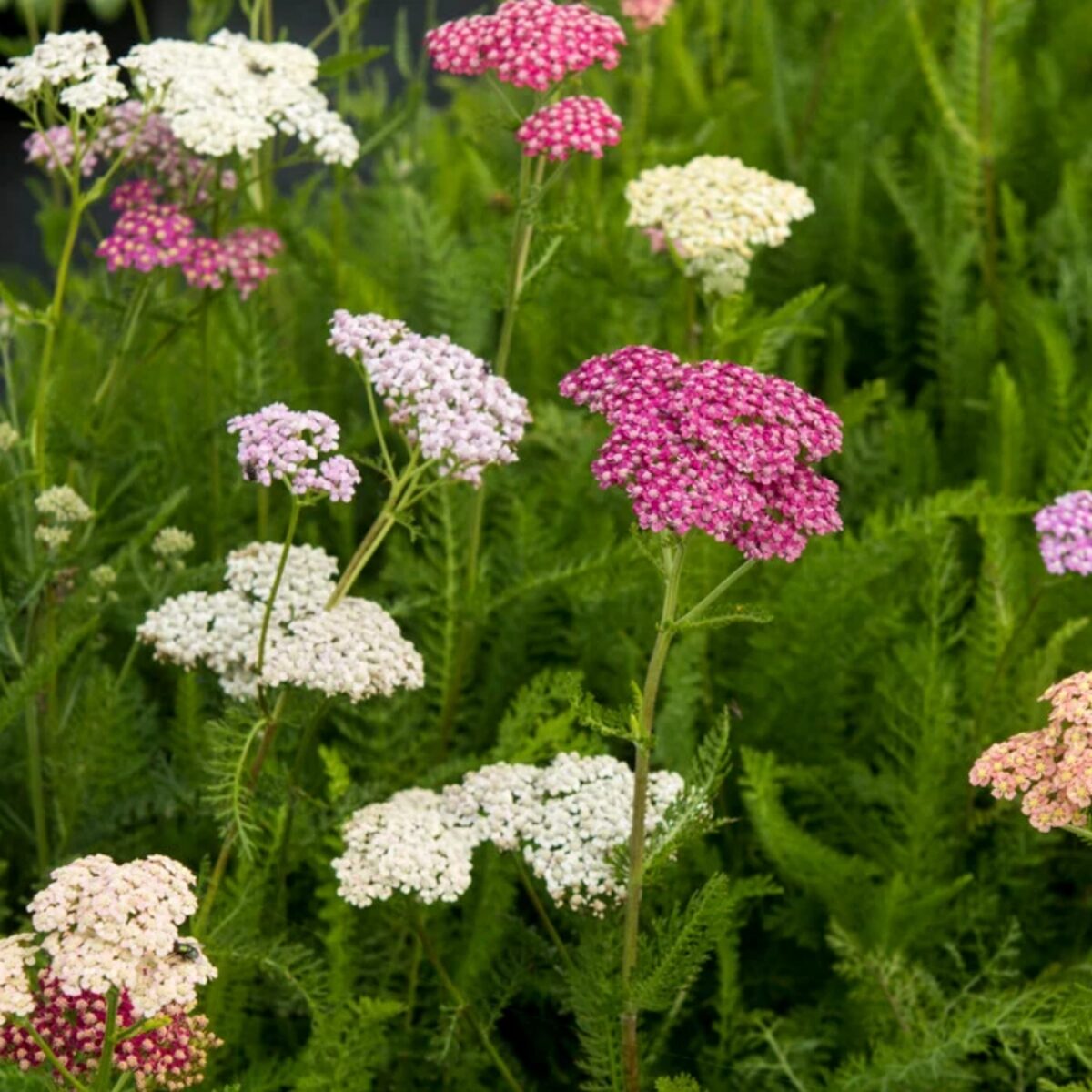 Cickafark (Achillea millefolium 'Summer Pastels')