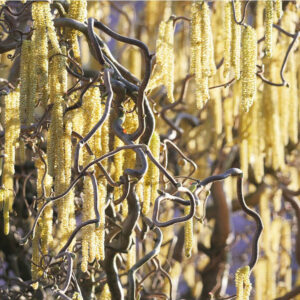 Csavart ágú mogyoró (Corylus avellana ‘Contorta’)