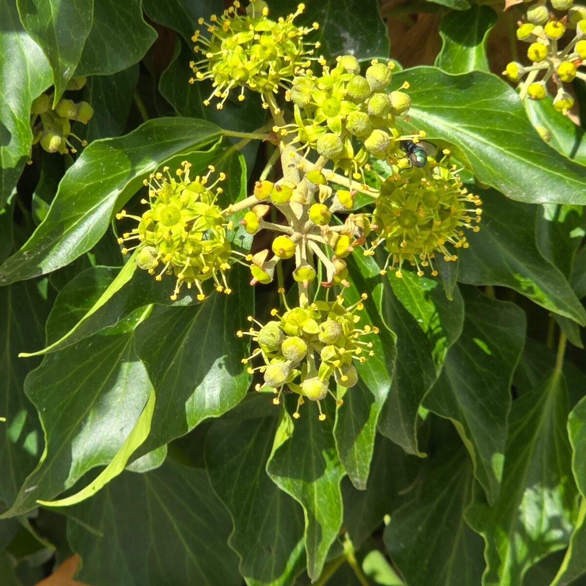 Cserjés kaukázusi borostyán (Hedera colchica 'Arborescens')