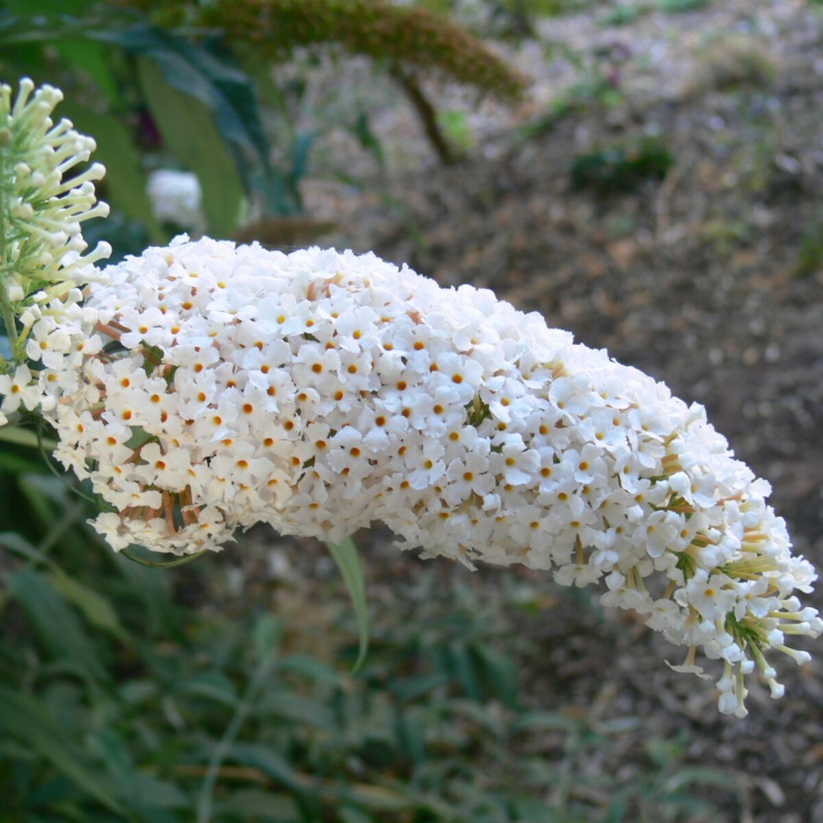Fehér virágú nyári orgona (Buddleia davidii 'White Profusion')
