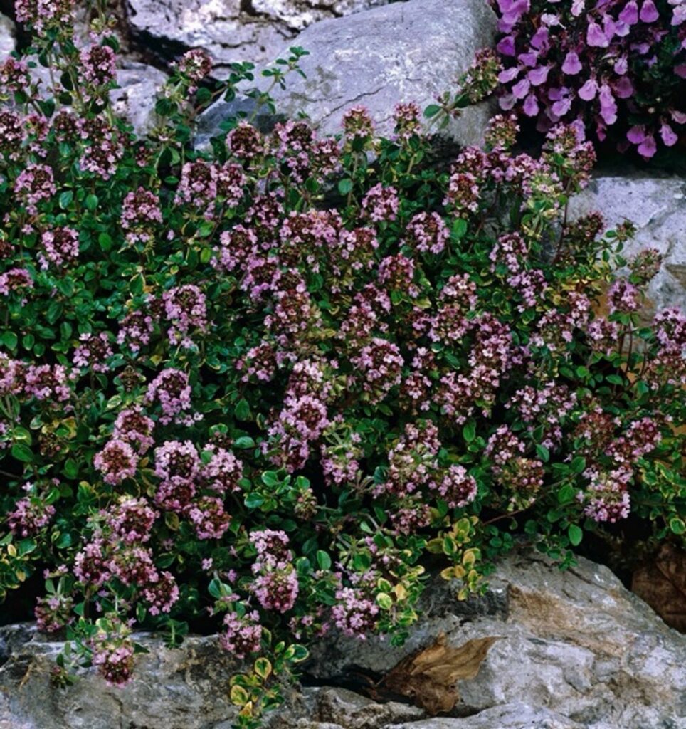 Citromillatú kakukkfű (Thymus citriodorus ‘Doone Valley’)