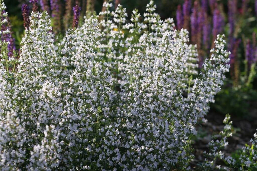 Bormenta (Clinopodium nepeta ‘Triumphator’)