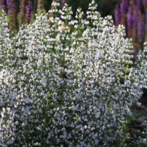 Bormenta (Clinopodium nepeta ‘Triumphator’)