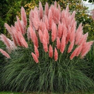 Rózsaszín pampafű (Cortaderia selloana ‘Rose Plume’)