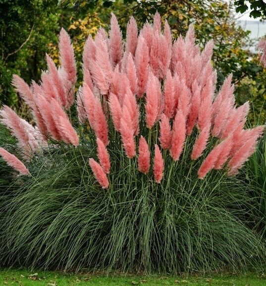 Rózsaszín pampafű (Cortaderia selloana ‘Rose Plume’)