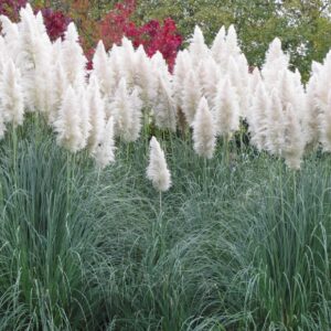 Fehér pampafű (Cortaderia selloana ‘White’)