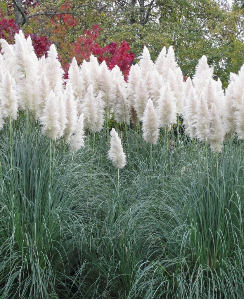 Fehér pampafű (Cortaderia selloana ‘White’)