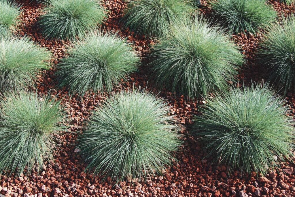 Deres csenkesz (Festuca valesiaca var. glaucantha)