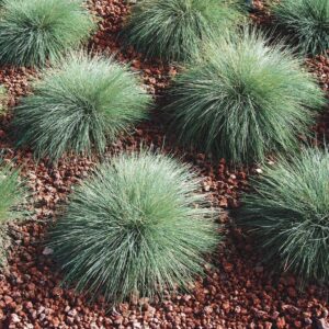 Deres csenkesz (Festuca valesiaca var. glaucantha)