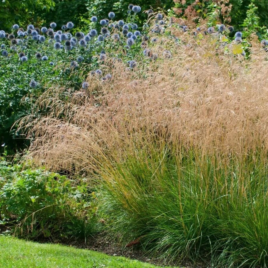 Tarka sédbúza (Deschampsia cespitosa ‘Palava’)