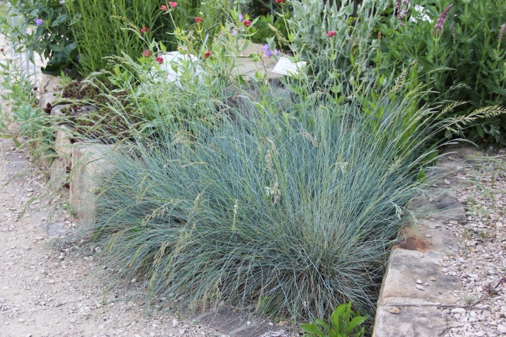 Kék csenkesz (Festuca glauca ‘Azurit’)