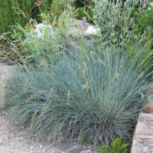Kék csenkesz (Festuca glauca ‘Azurit’)