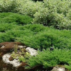 Terülő boróka (Juniperus horizontalis ‘Andorra Compacta’)