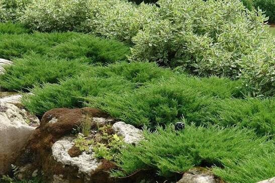 Terülő boróka (Juniperus horizontalis ‘Andorra Compacta’)