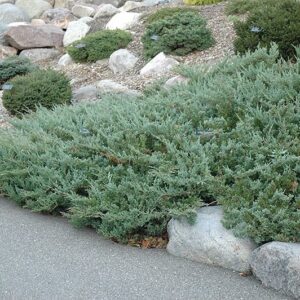 Terülő boróka (Juniperus horizontalis ‘Hughes’)