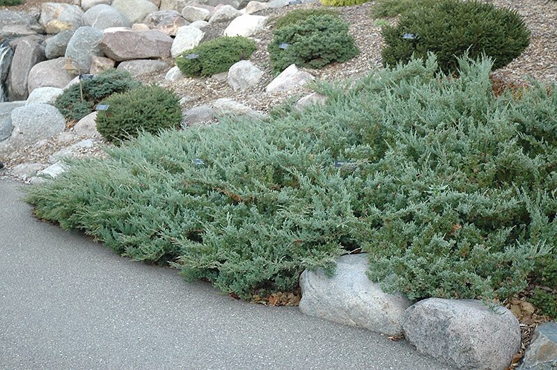Terülő boróka (Juniperus horizontalis ‘Hughes’)