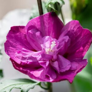 Bordó telt virágú mályvacserje (Hibiscus syriacus ‘Purple Ruffles’)