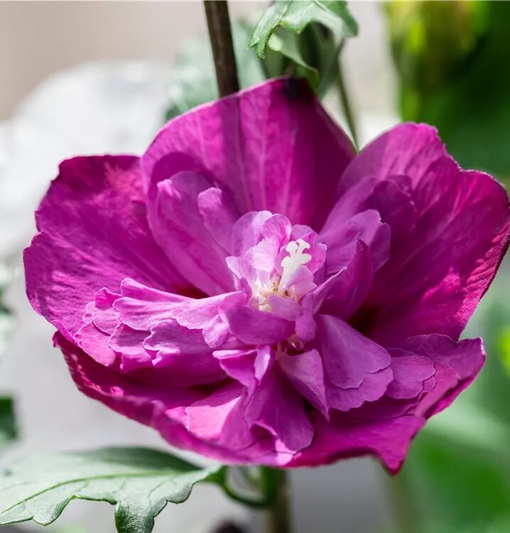 Bordó telt virágú mályvacserje (Hibiscus syriacus ‘Purple Ruffles’)