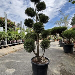 Pom-pon Leylandi ciprus (Cupressocyparis leylandii ‘Vito’)