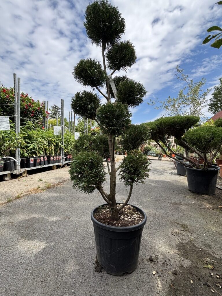 Pom-pon Leylandi ciprus (Cupressocyparis leylandii ‘Vito’)