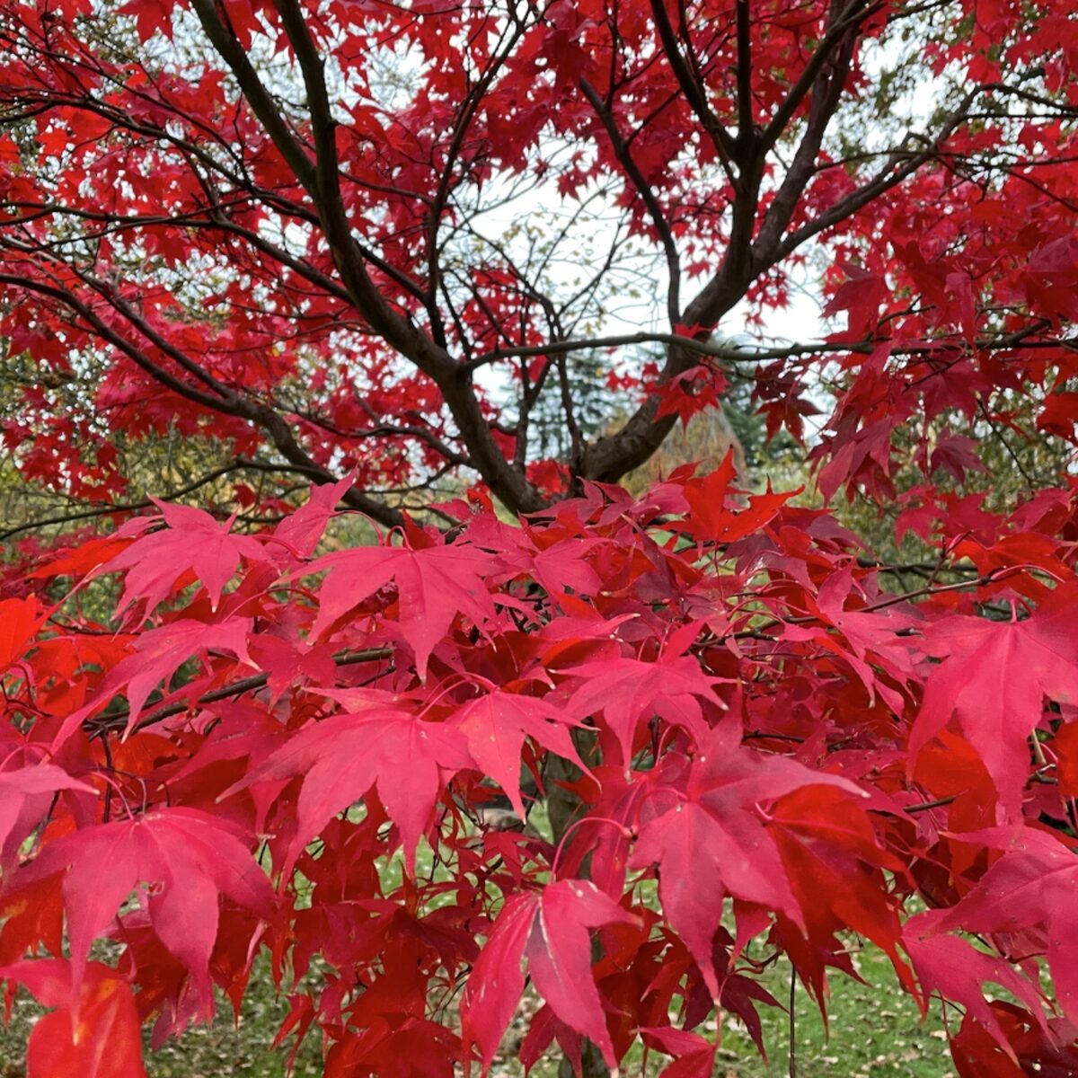 Japán juhar (Acer palmatum 'Fireglow')