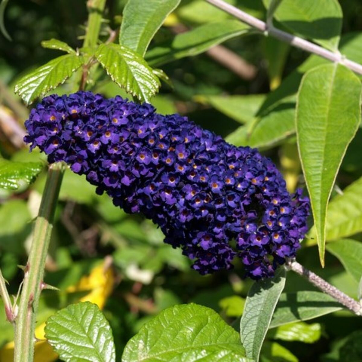 Kék virágú nyári orgona (Buddleia davidii 'Empire Blue')
