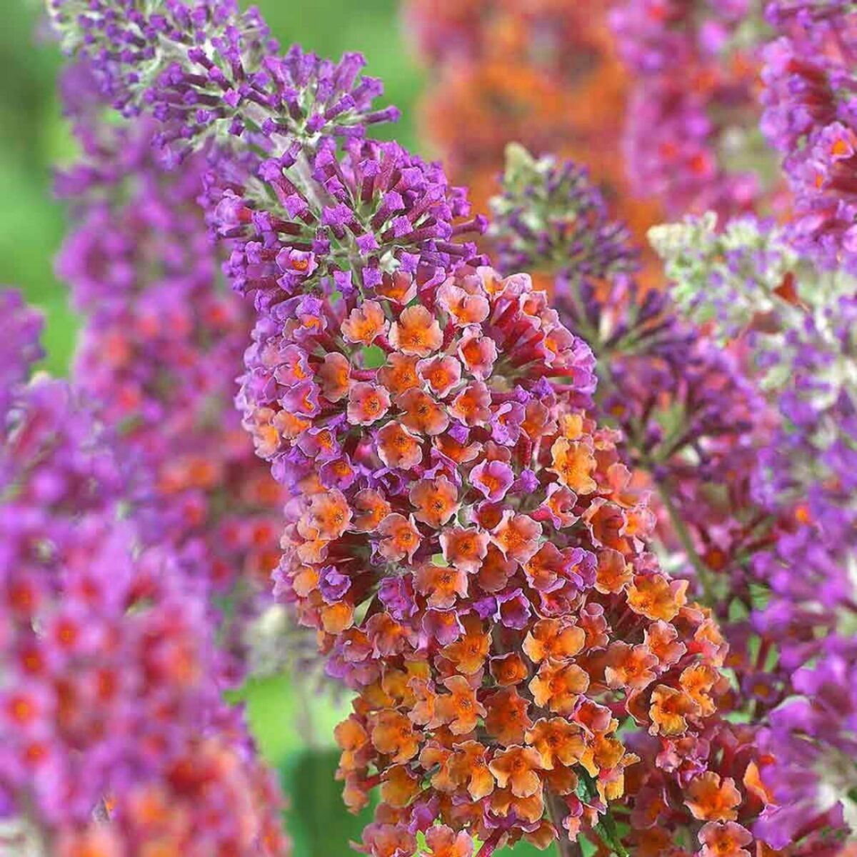 Kétszínű nyári orgona (Buddleia weyeriana 'Flower Power')