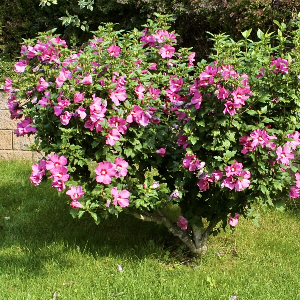 Mályvacserje (Hibiscus syriacus 'Maike')