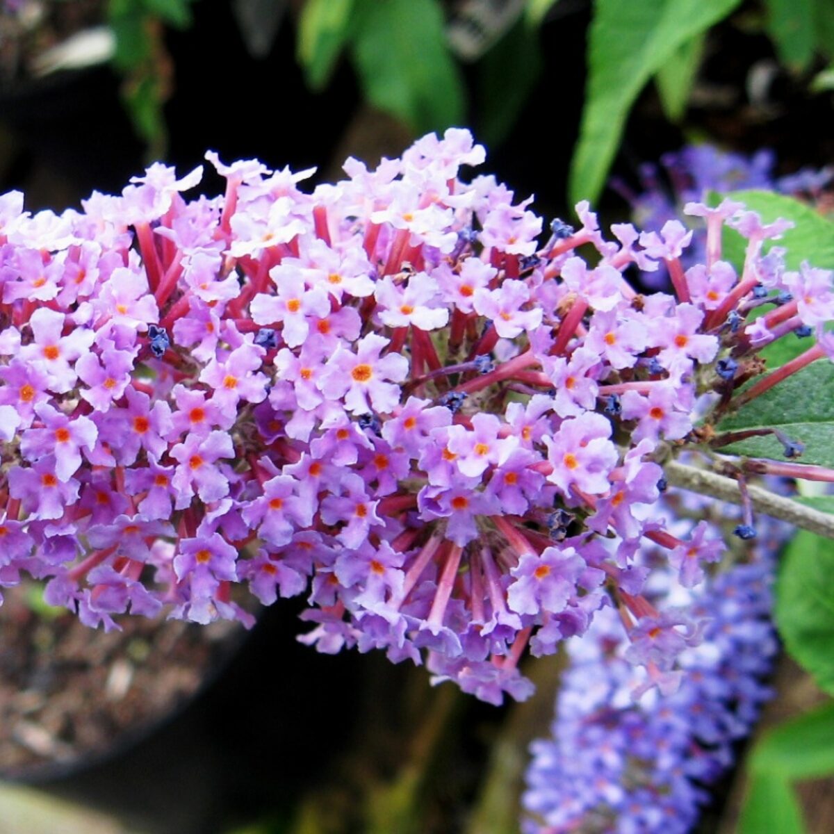 Nyári orgona (Buddleia davidii 'Ile de France')2