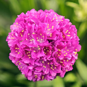 Pázsitszegfű (Armeria maritima ‘Vesuv’)