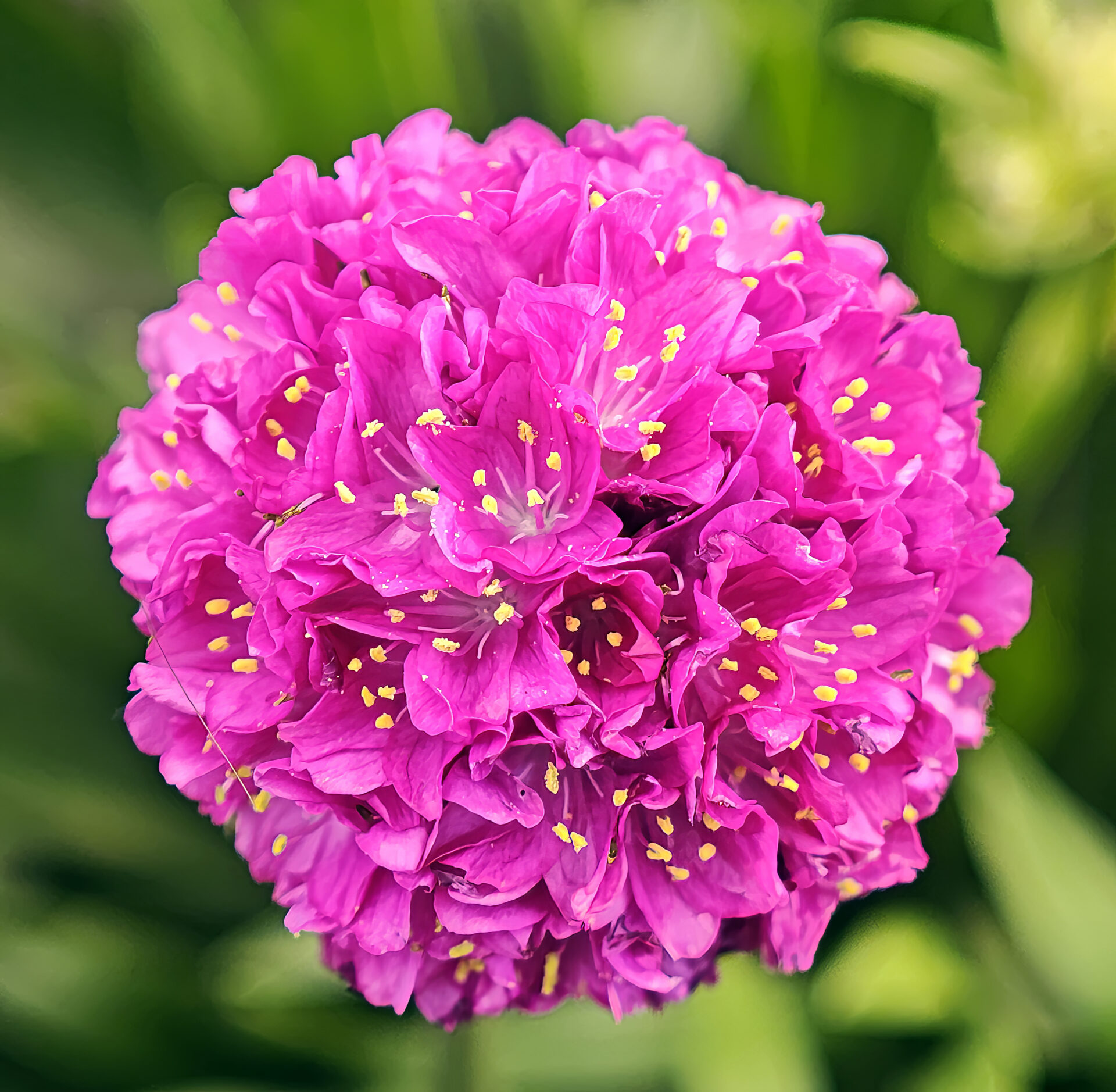 Pázsitszegfű (Armeria maritima 'Vesuv')