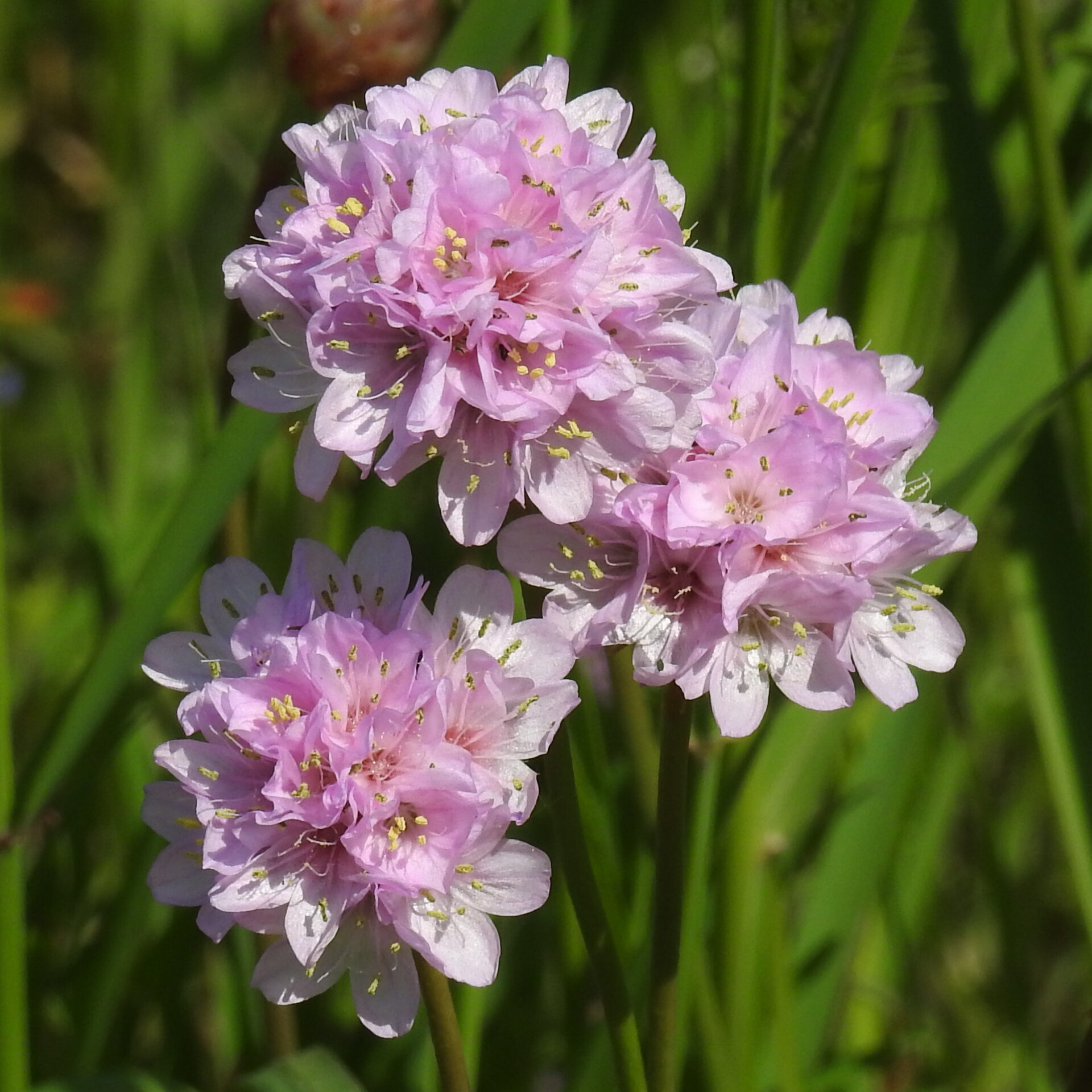 Pázsitszegfű (Armeria maritima)