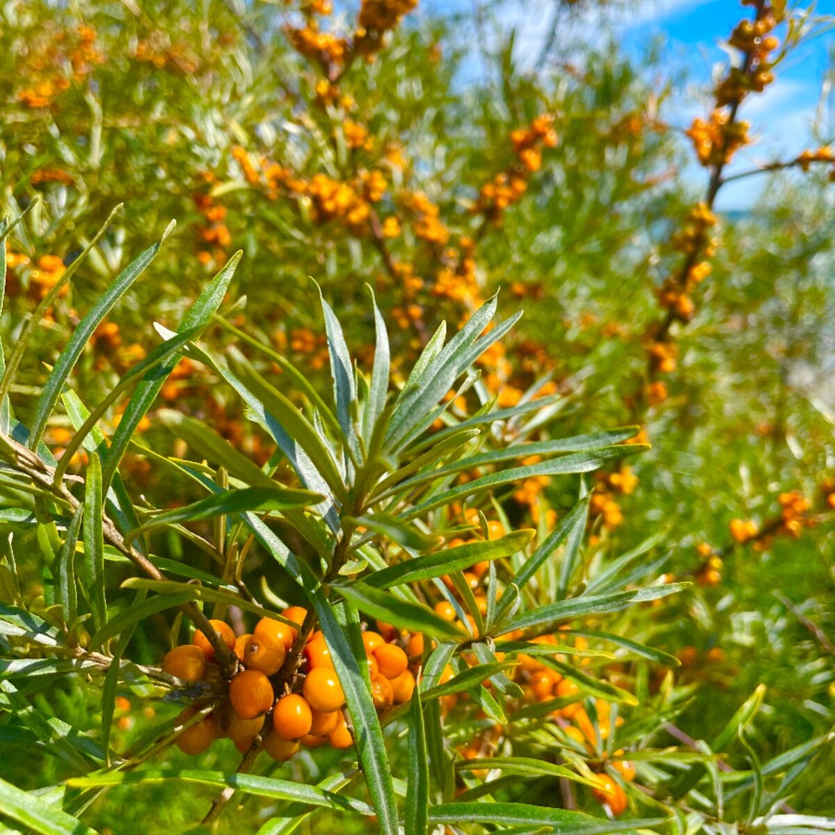 Porzós homoktövis (Hippophae rhamnoides 'Pollmix')