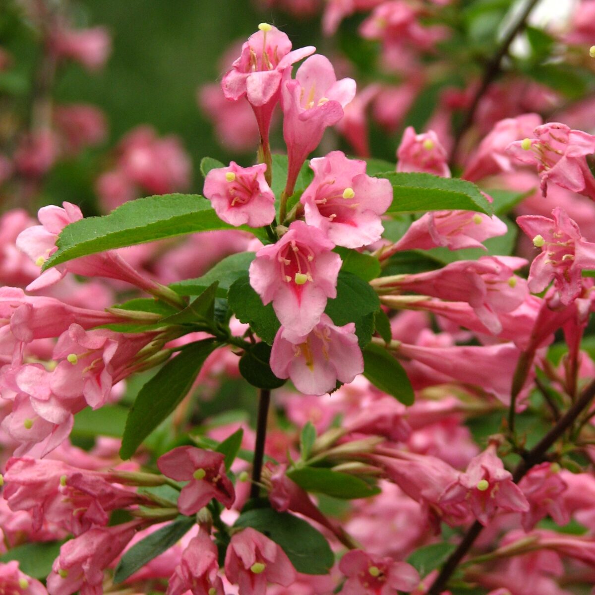 Rózsaszín virágú rózsalonc (Weigela florida 'Styriaca')