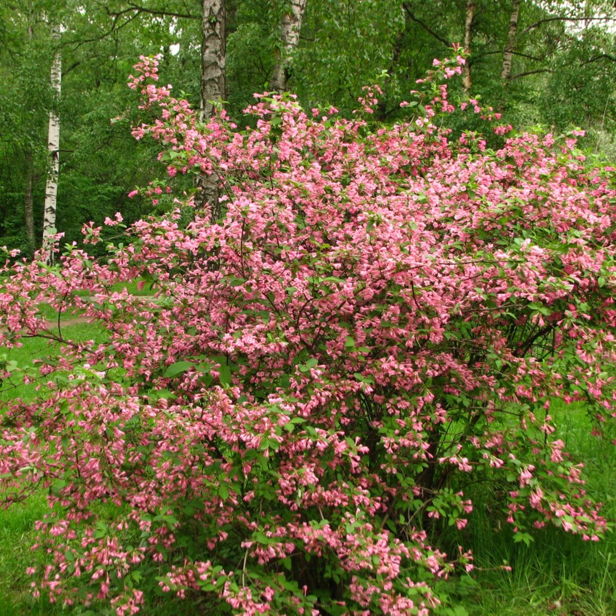 Rózsaszín virágú rózsalonc (Weigela florida 'Styriaca')2