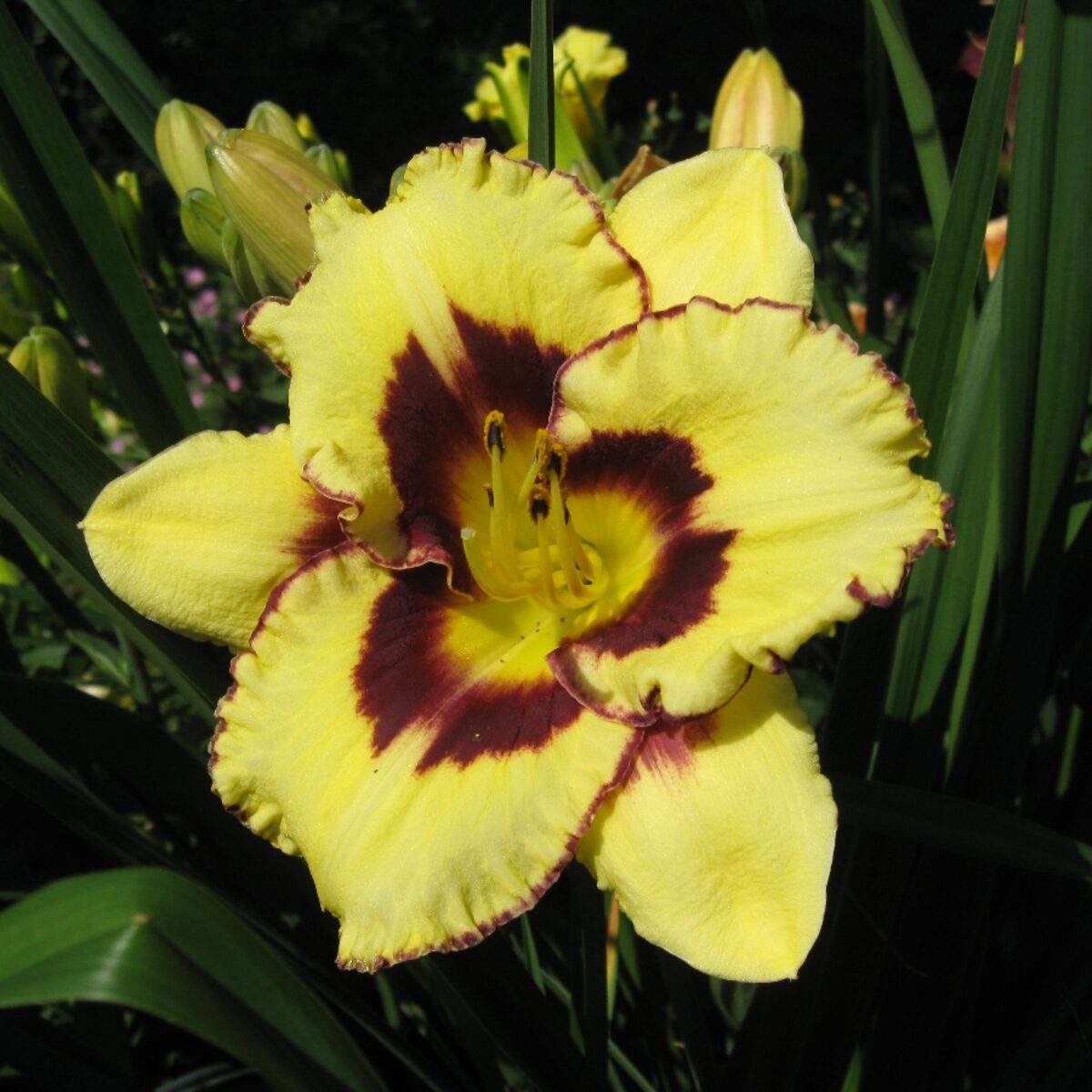 Sásliliom (Hemerocallis 'El Desperado')