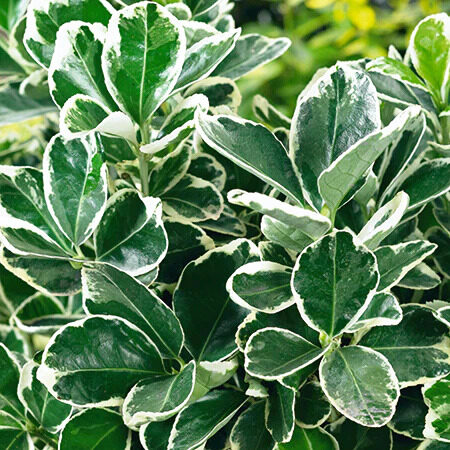 Tarka levelű japán kecskerágó (Euonymus japonicus 'Kathy')
