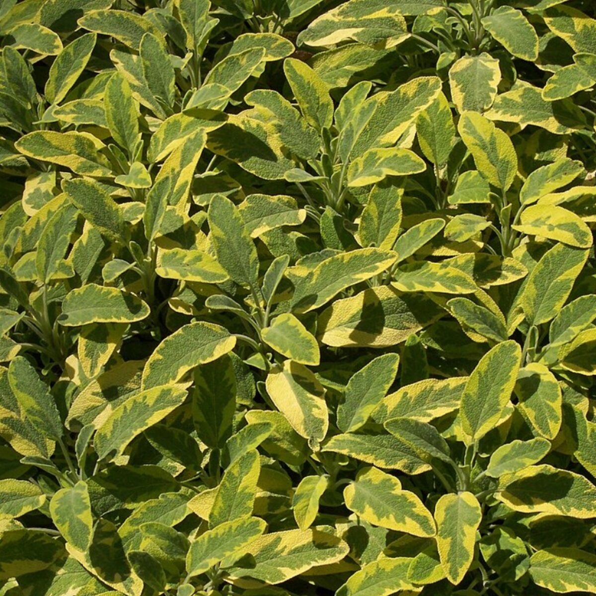Tarka levelű orvosi zsálya (Salvia officinalis 'Icterina')