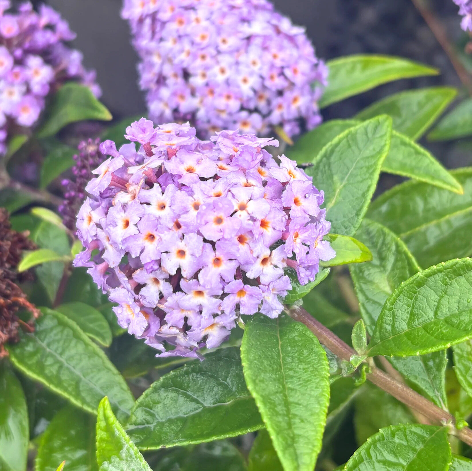 Törpe nyári orgona (Buddleia 'Butterfly Candy Lila Sweetheart')