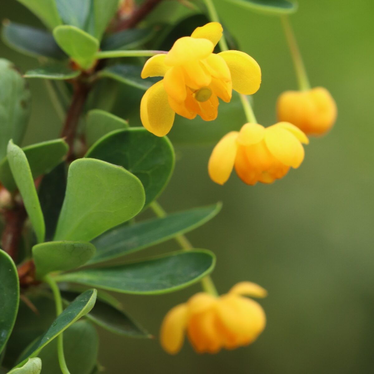 Törpe puszpánglevelű borbolya (Berberis buxifolia 'Nana')