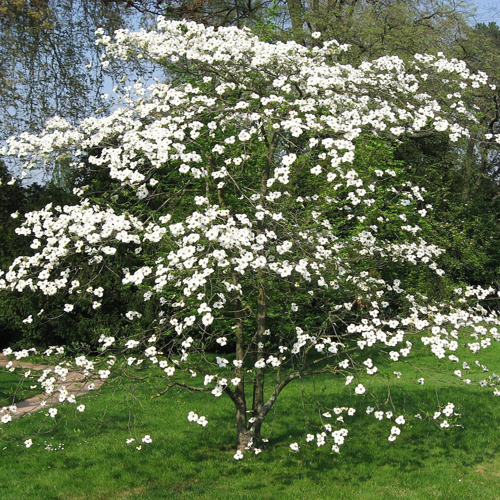 Virágos som (Cornus florida)