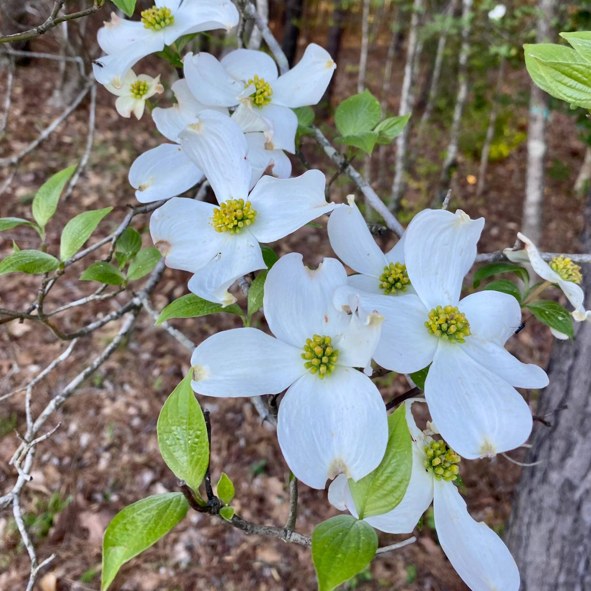 Virágos som (Cornus florida)2
