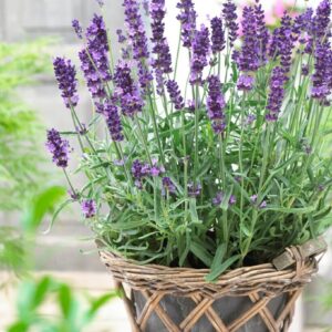Keskenylevelű levendula (Lavandula angustifolia ‘Havanna’)