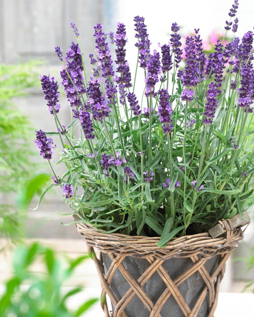 Keskenylevelű levendula (Lavandula angustifolia ‘Havanna’)