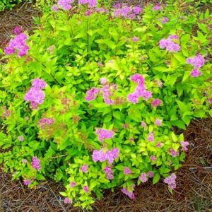 Japán gyöngyvessző (Spiraea japonica ‘Goldmound’)